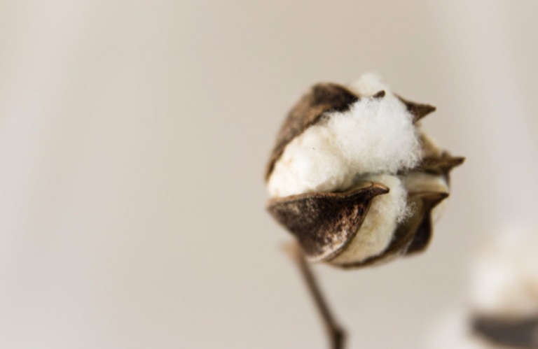 Formations Massages Bien-être Énergétiques à Biarritz, Peyrehorade, Pau